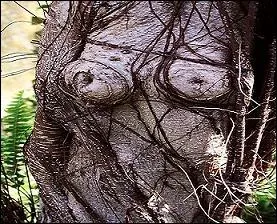 Tronc d'un arbre reprsentant :