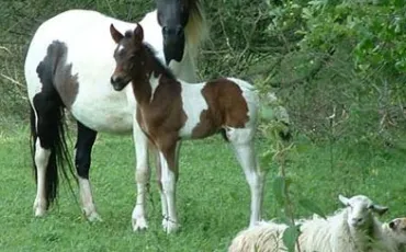 Quiz Chevaux