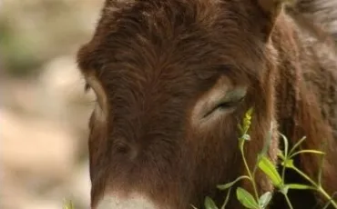 Quiz Animaux