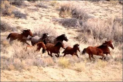 Dans un groupe de chevaux sauvages qui dirige le troupeau ?