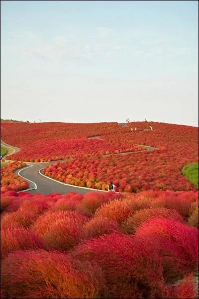 Visitez cet endroit magnifique, Kochia, bien entendu faites-le lors du soleil levant ...