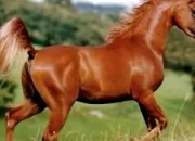 Quiz La robe des chevaux