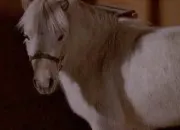 Quiz Les chevaux de Heartland