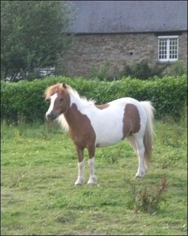 De quelle robe est ce cheval ?