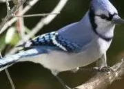 Quiz Les oiseaux de nos jardins