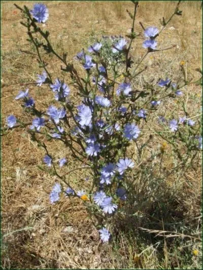 Quelle est cette plante prconise en cas de rhumatismes et de goutte ?