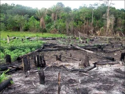 En Guyane, ce sont des terrains brls pour favoriser la culture, lors d'un combat, vous pouvez tre amen  les numroter !