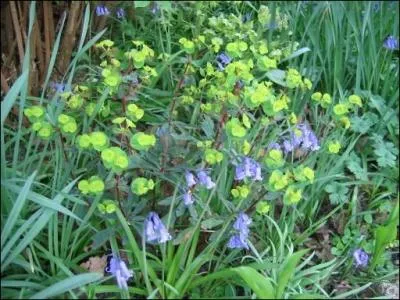 Quelle est cette fleur bleue, odorante ?