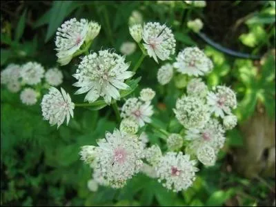 Les fleurs disposes en ombelle ont la particularit d'tre de couleur blanche, mauve ou mme verte. Elles ressemblent  des bijoux.