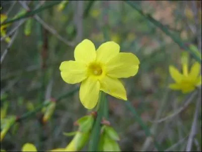 Non odorant, mais très lumineux, il commence à fleurir dès la fin novembre. Il est idéal pour palisser un grillage.