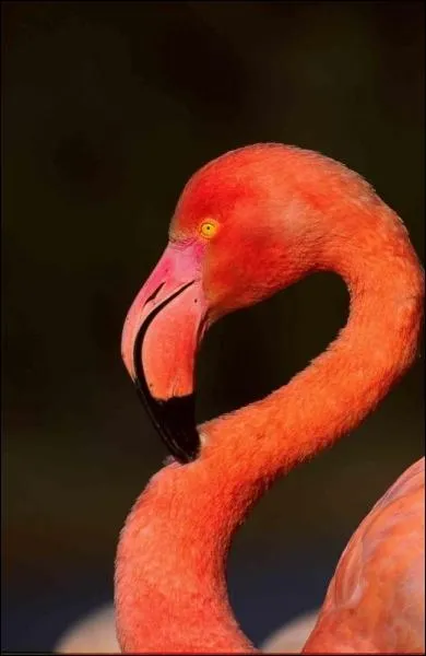 Pourquoi les flamants roses sont-ils roses ?