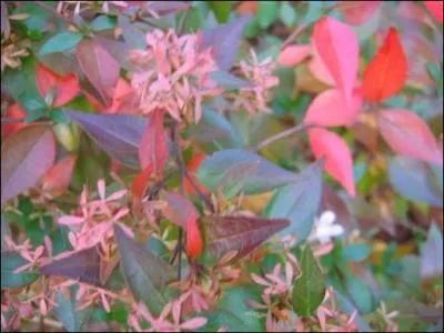 Vous trouverez à l'entrée du jardin un ---- . Nous avons bien le droit de rêver à une pleine floraison hâtive !