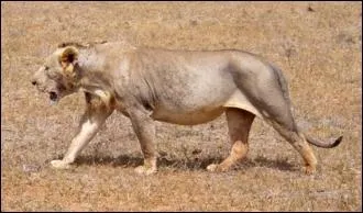 En 1898, au Kenya, deux lions ont dvor prs de 140 ouvriers du chemin de fer, semant la panique. norme et sans crinire c'est une varit et non une sous espce. Sous quel nom sont-ils connus ?