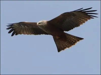 Quel est cet oiseau ?