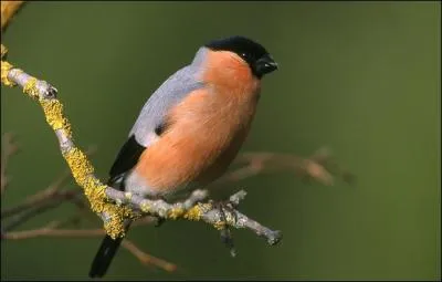 Reconnaissez-vous cet oiseau ?