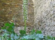 Quiz Fleurs dans la nature