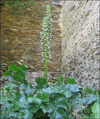 Ce sont des plantes vivaces mditerranennes.