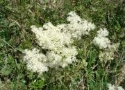 Quiz Fleurs de la nature