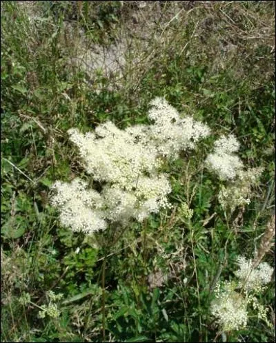 Floraison de juin à septembre dans les prés et les bois humides, au bord des ruisseaux. On la connaît sous le nom de filipendule, mais aussi :