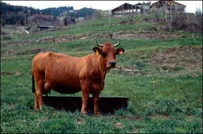 Quelle est cette race de vache ?