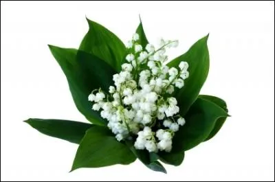 Quel est le nom latin du muguet ?