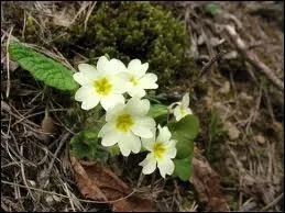 De quelle famille sont ces fleurs ?