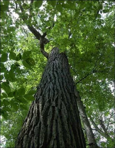 Comment se traduit le  tronc  d'un arbre en anglais ?