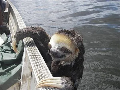 Quel rveur ! Le paresseux (dans la nature) dort 18 heures par jour :