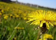 Quiz Quelle fleur est-ce ?