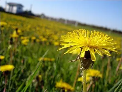 De quelle fleur s'agit-il ?