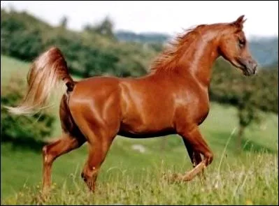 Quelle est la couleur de ce cheval ?