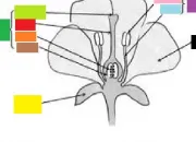 Quiz Les diffrentes parties de la fleur