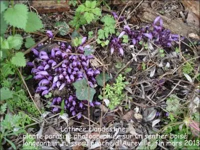 Elle se dissimule dans les lieux humides. C'est une plante parasite violette qui n'a pas de feuilles. Connaissez-vous son nom ?