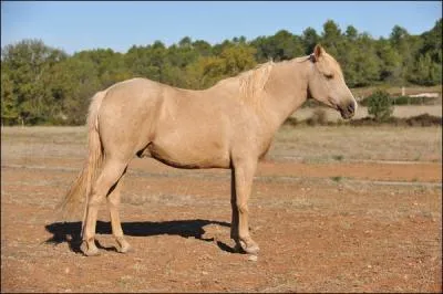 Quelle est la robe de ce cheval ?