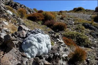 Avant de nous pencher sur des plantes bizarres, allons voir le troupeau de moutons. Comment ? Dsol, voici dj une plante bizarre. Il s'agit de la :