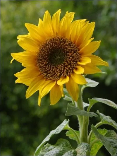 Comment se traduit le  tournesol  en anglais ?