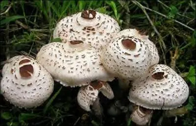 J'adore faire des promenades dans les bois ! Tiens, qu'est-ce que c'est (le coq et le montagne sont avec nous) ?