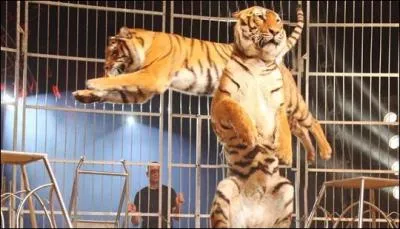 Comment s'appelle l'artiste de cirque qui dresse des animaux ?