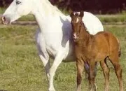 Quiz Les races des chevaux