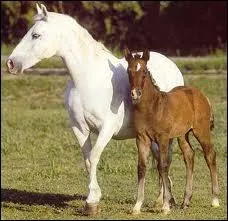 De quelle race sont cette belle jument et son poulain ?