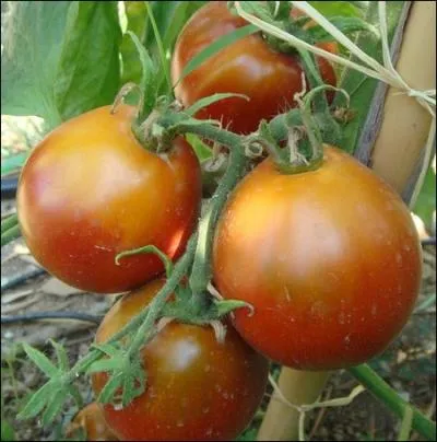 L'une des espces les plus pices  consommer en salade ... . .