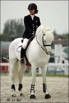 Il est trs dou pour le saut d'obstacles et pour les randonnes. Il peut tre noir, gris, alezan et louvet  raie de mulet. De quelle race est ce cheval ?