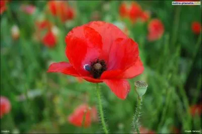 Quelle est cette fleur de couleur rouge ?