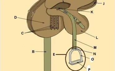 Quiz Equitation