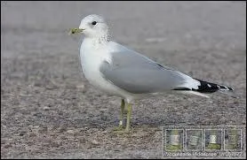 Quel est cet oiseau ?