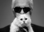 Quiz Des stars et des chats N2