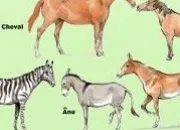 Quiz Test de connaissances sur les chevaux