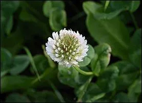 Quel est le nom de cette fleur ?