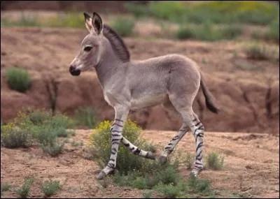 Un bb zbre se promne dans la plaine africaine. Vrai ou Faux ?