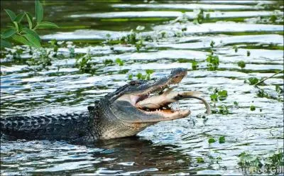 D'un coup de gueule, l'alligator vient de saisir le ou la ...